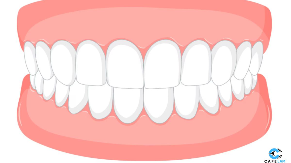 Maintaining Healthy Gums