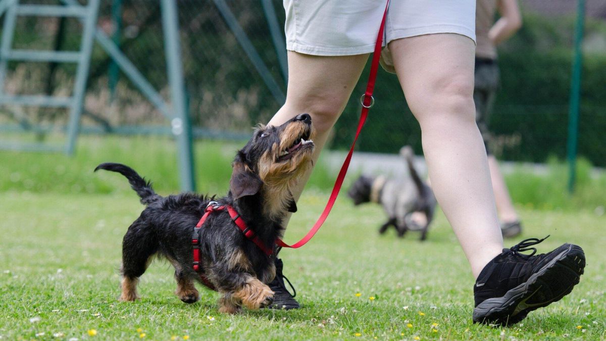 Pet Training Program