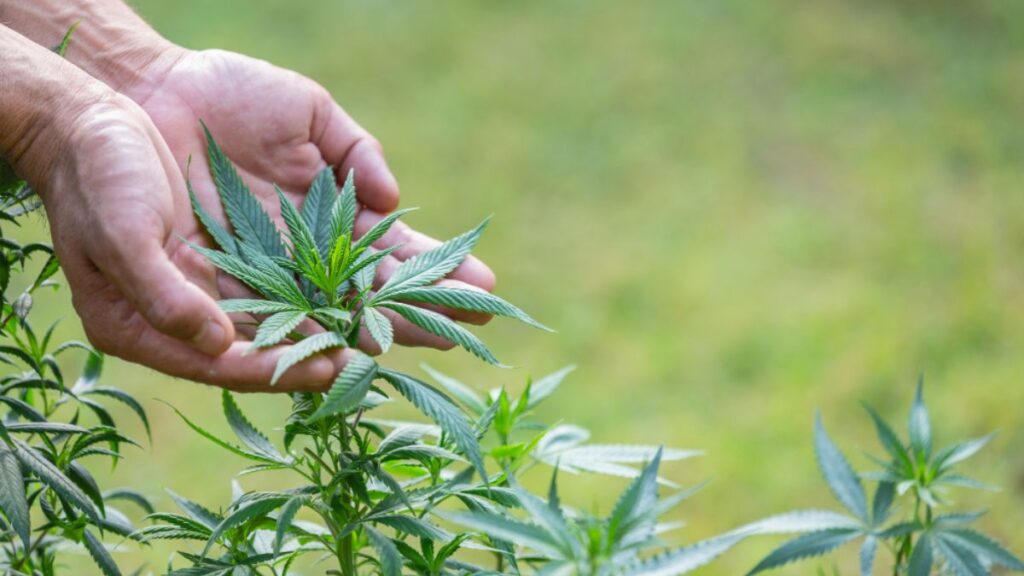 Topical Cannabis