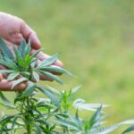 Topical Cannabis