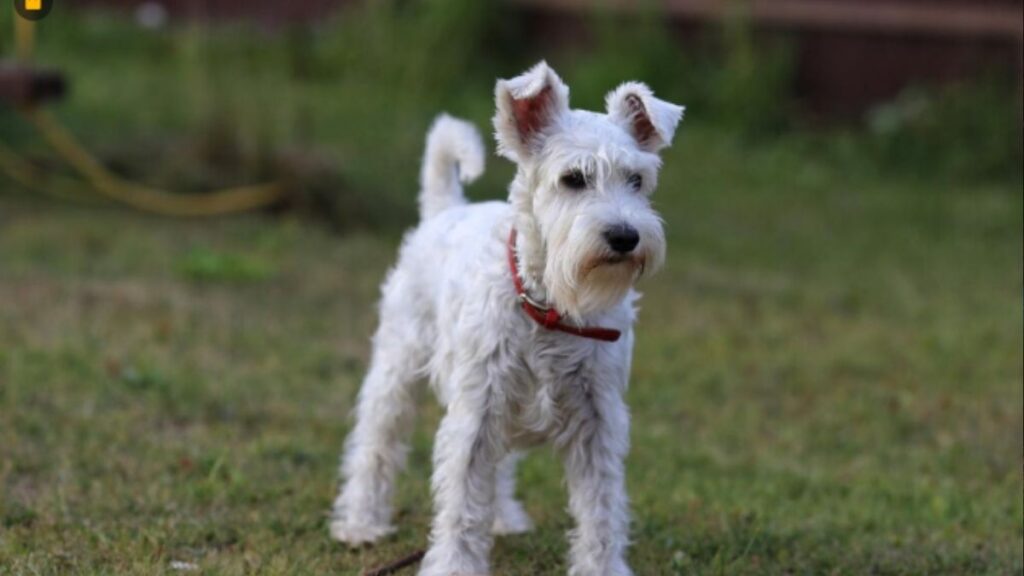 wire fox terrier breeder