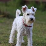 wire fox terrier breeder
