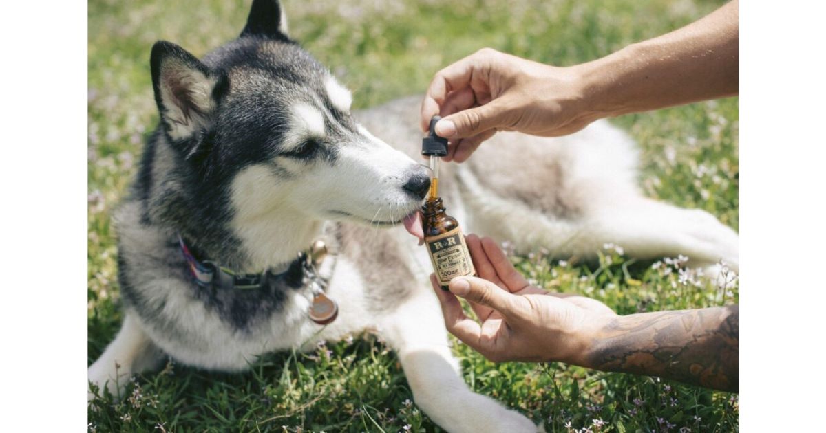 CBD in Pet