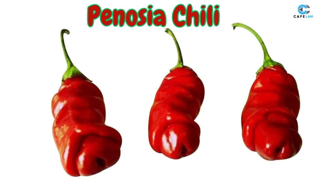penosia chili