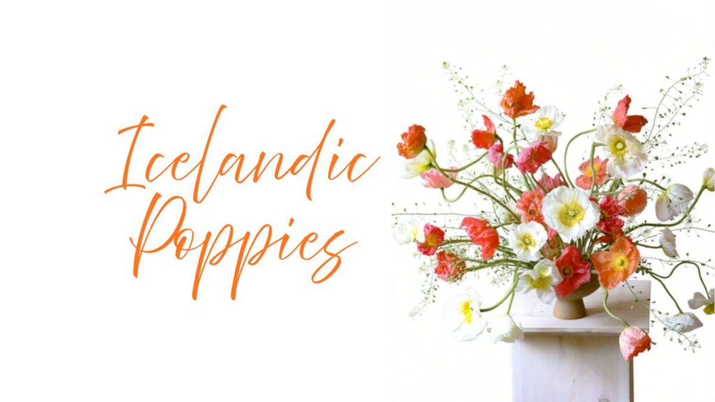 icelandic poppies