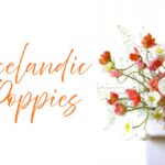 icelandic poppies