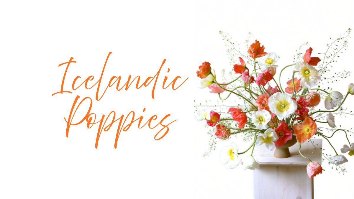 icelandic poppies