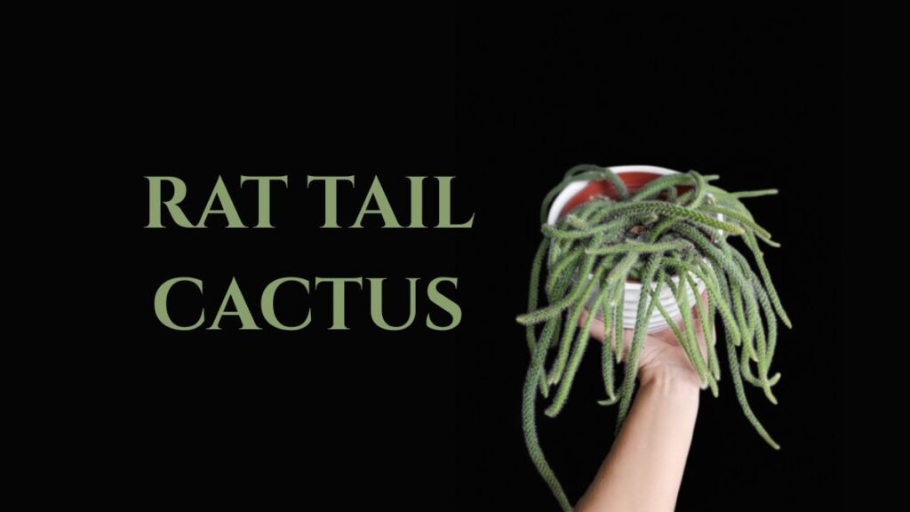 rat tail cactus