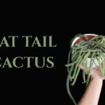rat tail cactus