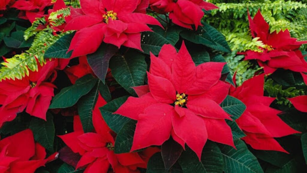 Stress-Free Holiday Stress-Free Holiday