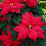 Stress-Free Holiday Stress-Free Holiday
