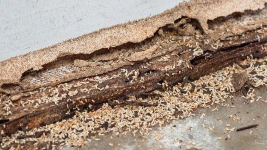 DIY Termite Remedies