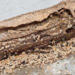 DIY Termite Remedies