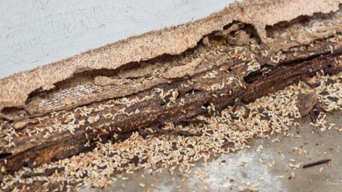 DIY Termite Remedies