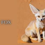 buy pet fox