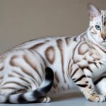 Snow Bengal Cat