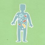 New 2026 FDA Guidelines on Gut Microbiome: What You Need to Know