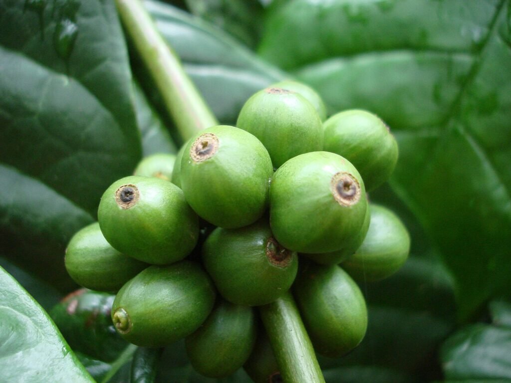 Cluster of green unripe robusta coffee cherries on the branch