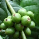 Cluster of green unripe robusta coffee cherries on the branch