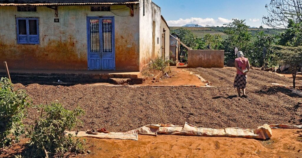 Coffee beans spread out to dry on bare ground beside a rural house near Da Lat, with coffee trees and hills behind